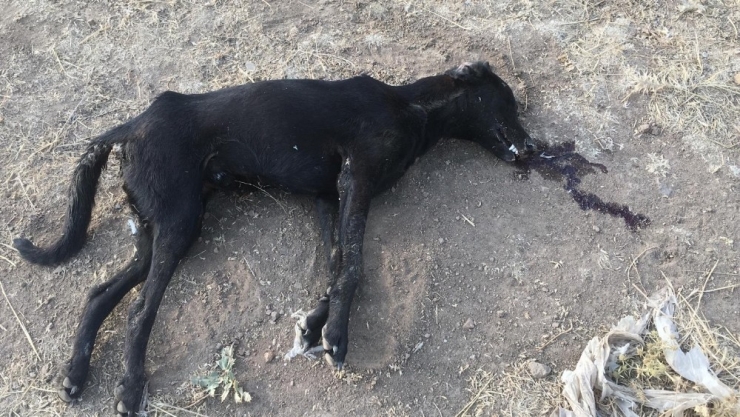 İzmir’de Zehirlenen 7 Köpek Telef Oldu