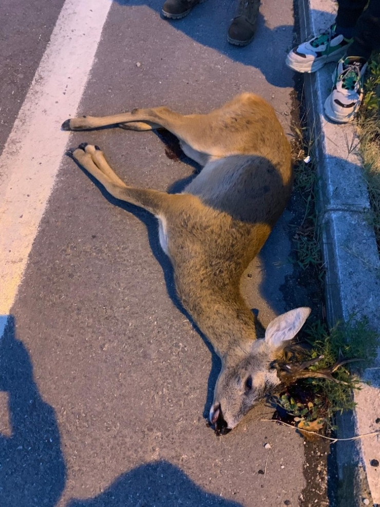 Sinop’ta Yola Çıkan Karacaya Araç Çarptı