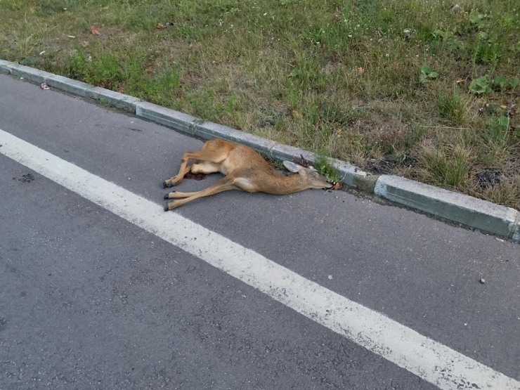 Sinop’ta Yola Çıkan Karacaya Araç Çarptı
