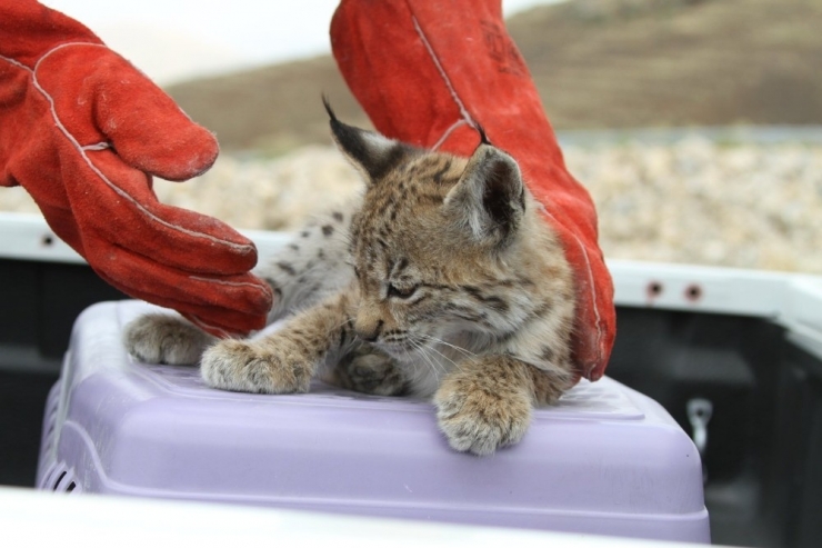 Bitkin Halde Bulunan Yavru Vaşak Koruma Altına Alındı