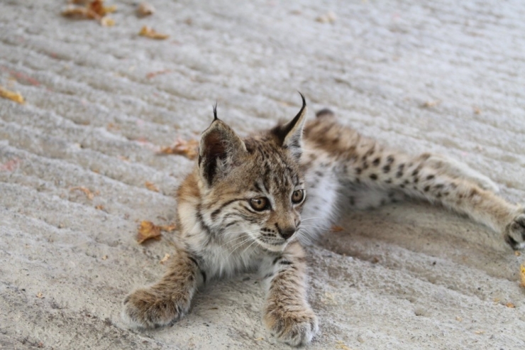 Bitkin Halde Bulunan Yavru Vaşak Koruma Altına Alındı