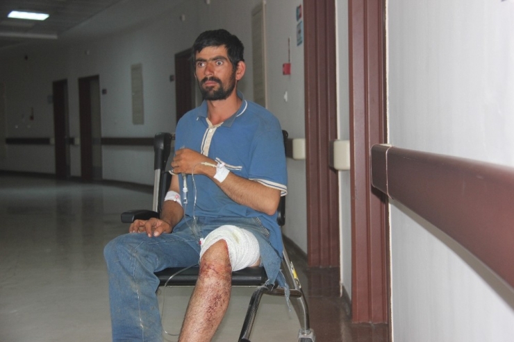 Ayı Saldırısına Uğrayan Çoban Yaralandı