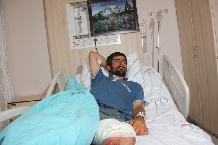 Ayı Saldırısına Uğrayan Çoban Yaralandı