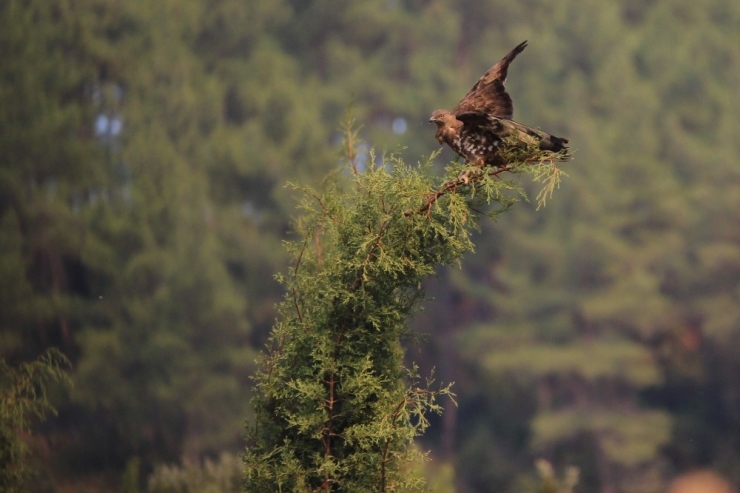 Bakan Pakdemirli: “Bu Gece İlk Defa Koordinasyon Amacıyla Gece Uçuşu Gerçekleşecek”