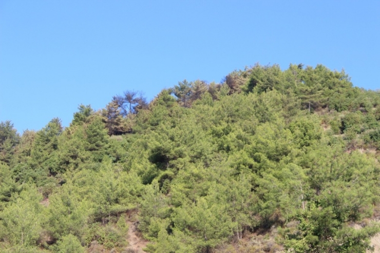 Hatay’daki Orman Yangını Söndürüldü