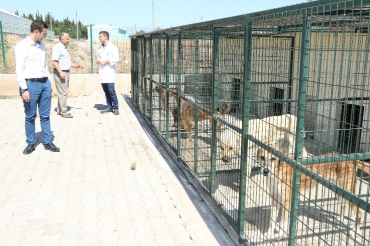 Sokak Hayvanlarının Can Güvenliği Emin Ellerde