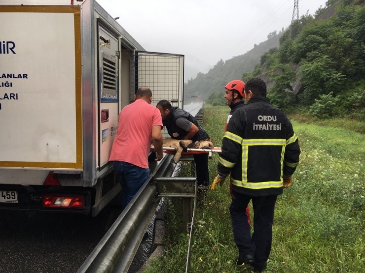 Ordu’da Film Gibi Köpek Ve İnek Kurtarma Operasyonları