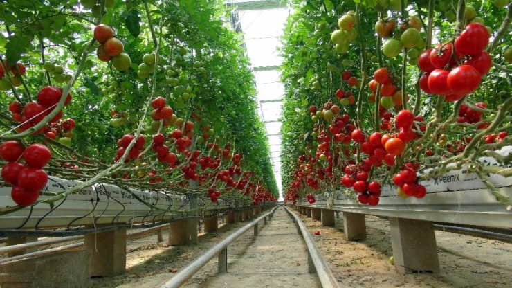 Yozgat’ta Jeotermal Serada Yılın 12 Ayı Domates Üretiyorlar