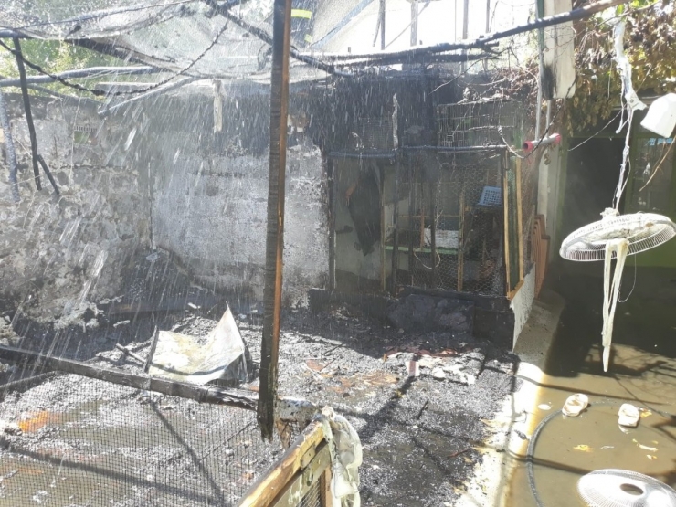 Mutfak Tüpü Bomba Gibi Patladı