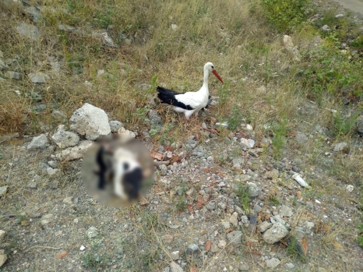 Kanadı Kırık Leylek Ölen Eşinin Başından Bir An Bile Ayrılmadı