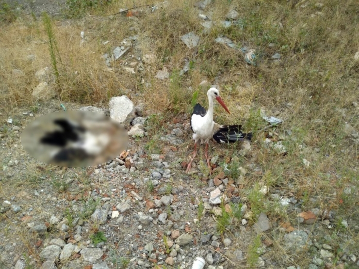 Kanadı Kırık Leylek Ölen Eşinin Başından Bir An Bile Ayrılmadı