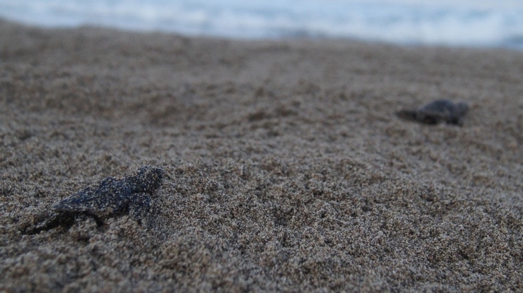 Patara’da Yavru Caretta Carettalar Denizle Buluşturuldu