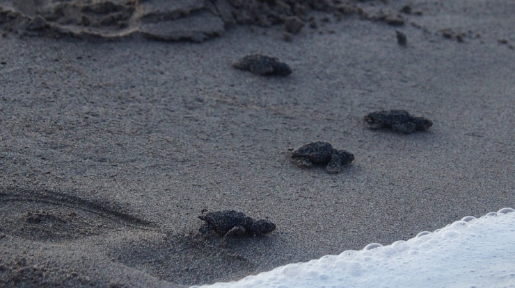 Patara’da Yavru Caretta Carettalar Denizle Buluşturuldu