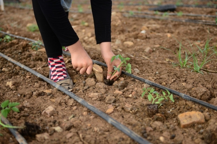 Kumluca Güz Dönemi Domates Dikimi Başladı