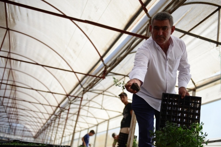 Kumluca Güz Dönemi Domates Dikimi Başladı