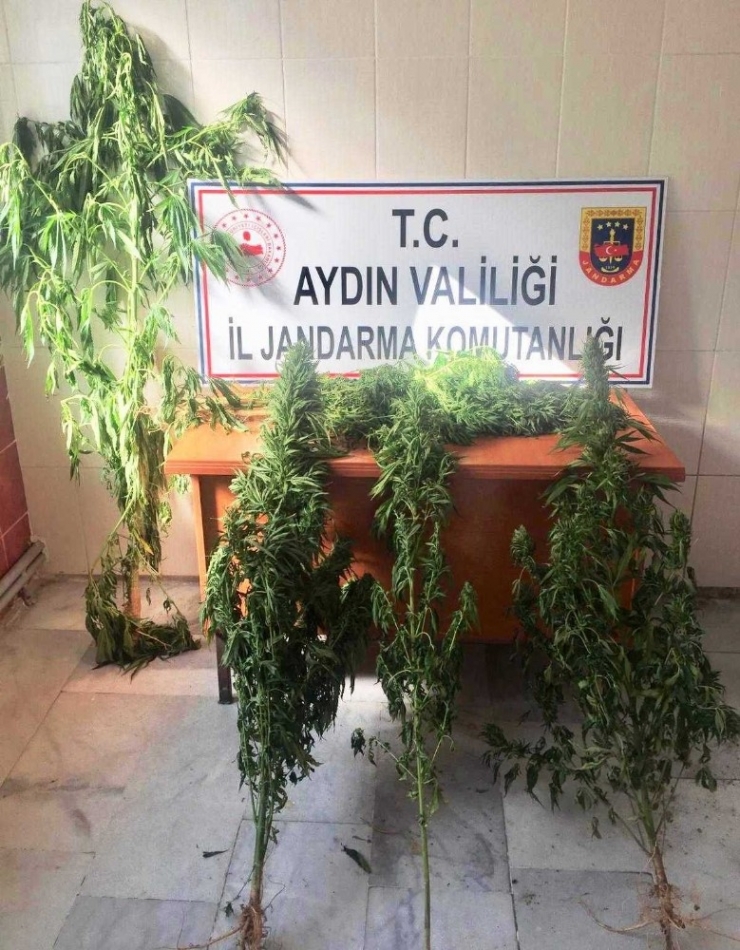 Kuyucak Ve Karacasu’da Uyuşturucu Operasyonları: 3 Tutuklama