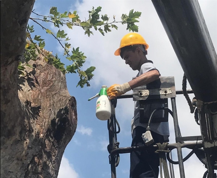 Bilecik’te Anıt Ağaçlara Bakım Ve Rehabilitasyon Çalışması Yapıldı