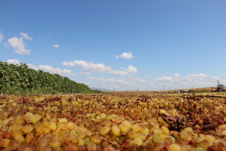 Üzümcünün Gözü Kulağı Fiyat Açıklamasında