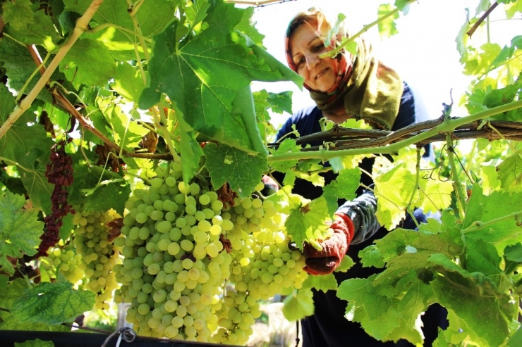 Üzümcünün Gözü Kulağı Fiyat Açıklamasında