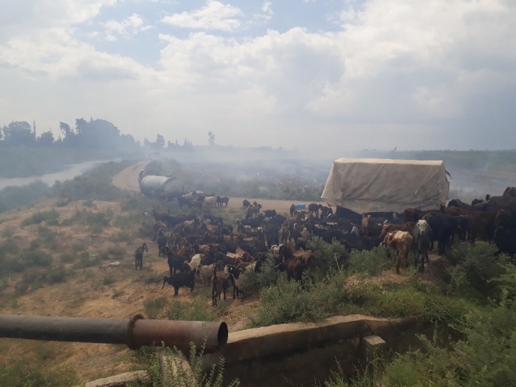 Onlarca Küçükbaş Hayvan Anız Yangınının Ortasında Kaldı