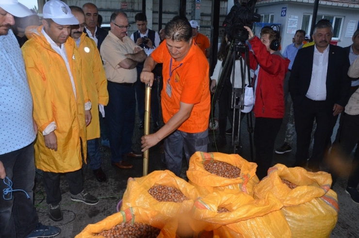 Tmo Fındık Alımına Başladı