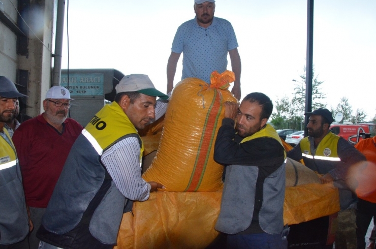 Tmo Fındık Alımına Başladı