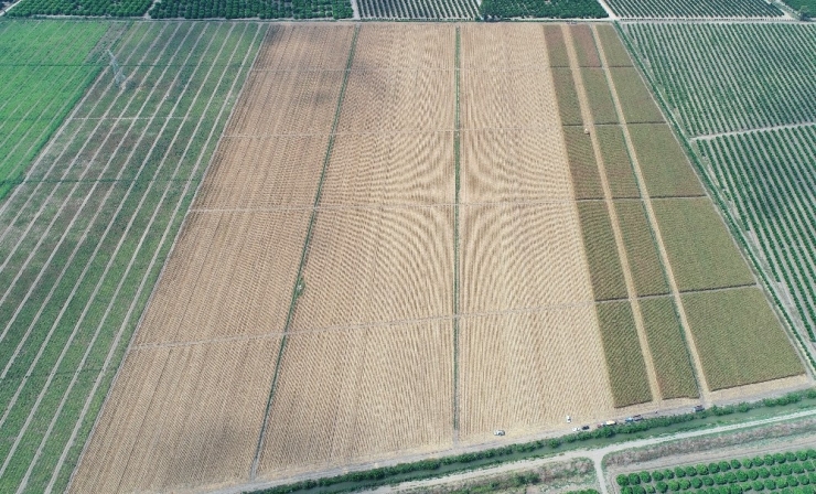 ’Sarı Altın’a Buruk Hasat