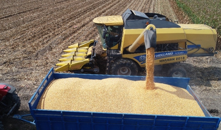 ’Sarı Altın’a Buruk Hasat