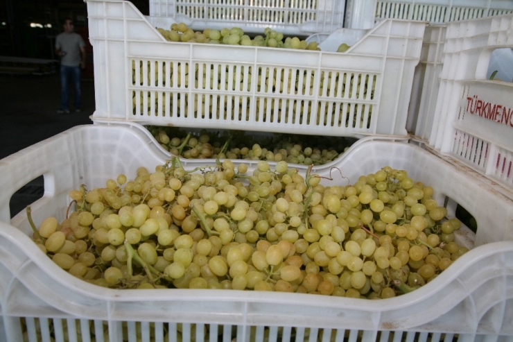 Taze Meyve İhracatçıları Yeni İhracat Rekorları Güç Birliği Yapacak