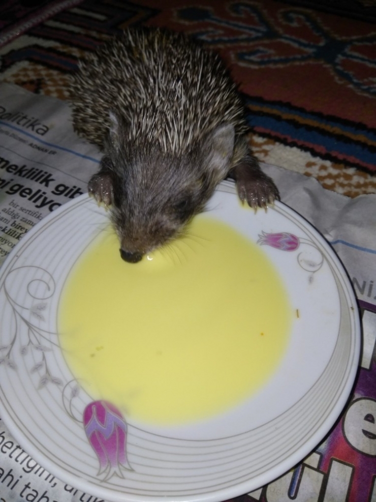 Bulduğu Yavru Kirpilere Baba Şefkatiyle Bakıyor