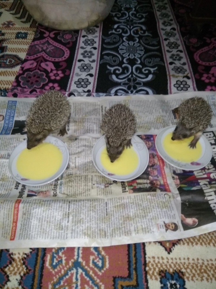 Bulduğu Yavru Kirpilere Baba Şefkatiyle Bakıyor