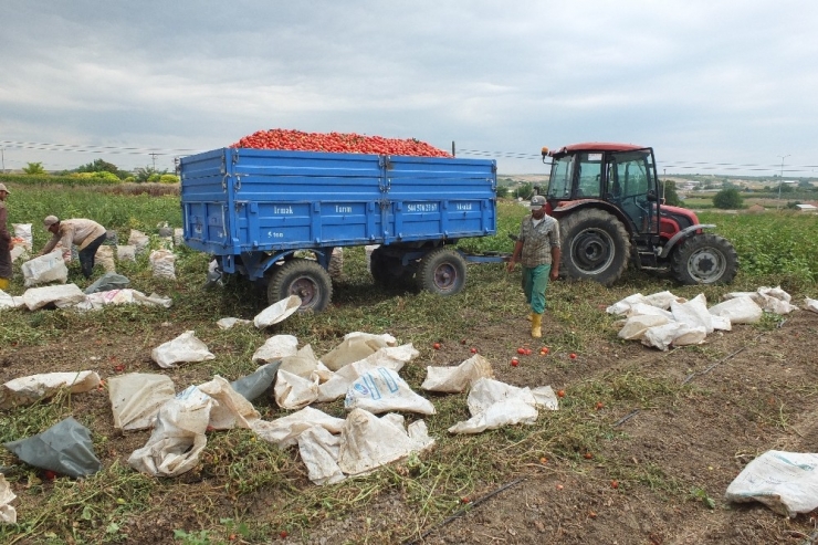 Markette 2.5 Tl Olan Domates, Tarlada 30 Kuruş