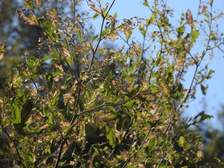 Kayın Tırtılları İle Biyolojik Mücadele