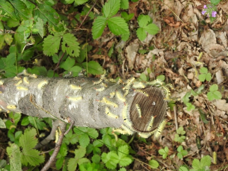 Kayın Tırtılları İle Biyolojik Mücadele