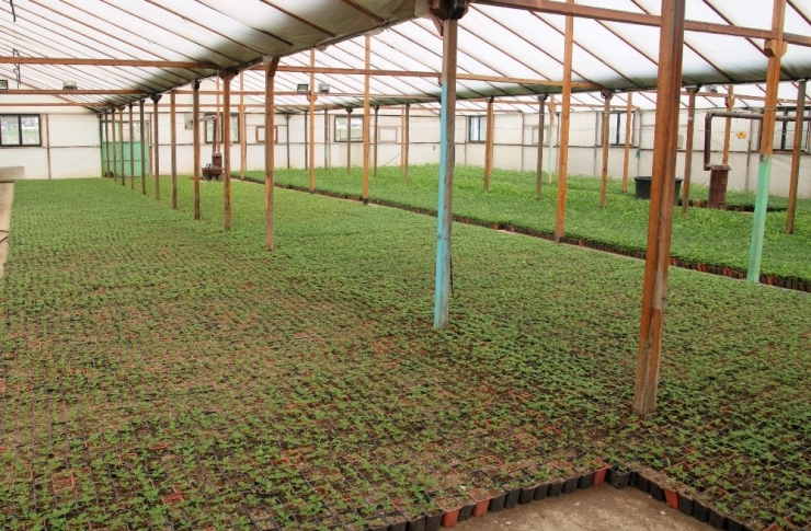 Çankaya’da Kışlık Çiçek İçin Üretim Başladı