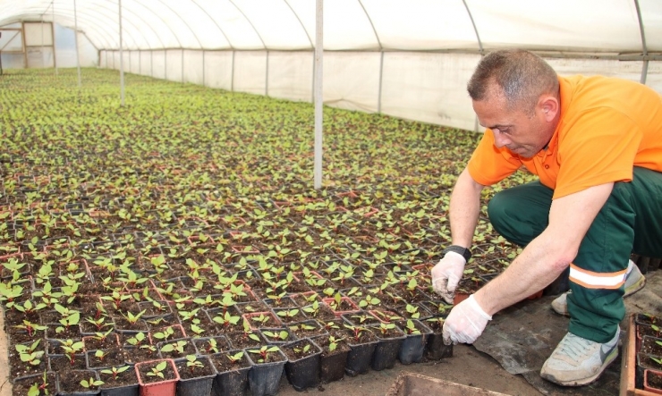 Çankaya’da Kışlık Çiçek İçin Üretim Başladı
