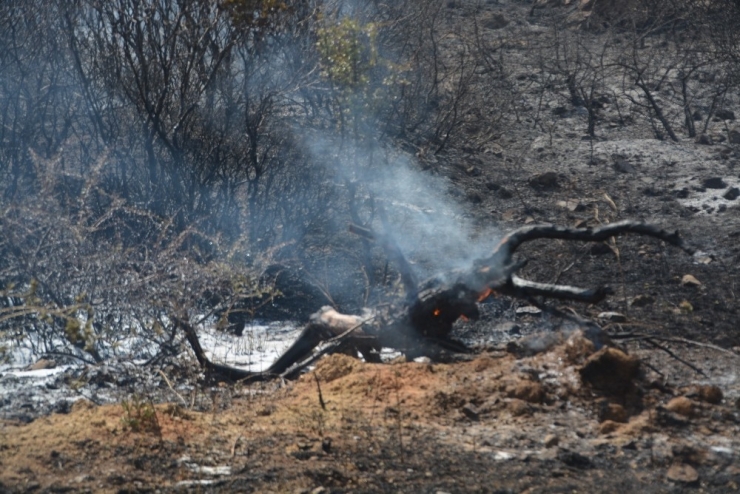İzmir’de Makilik Alanda Yangın