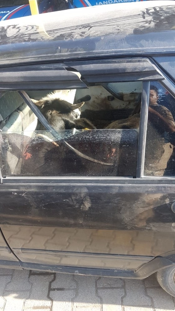 Çaldıkları Büyükbaş Hayvanları Otomobille Kaçırırken Yakalandılar