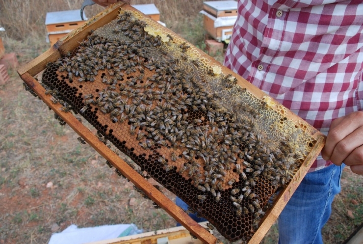 Bakanlık Önlem Aldı, Arı Ölümleri Azaldı