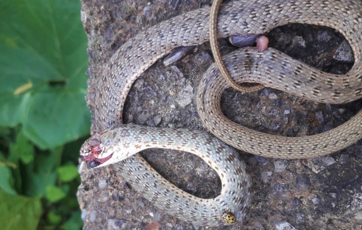 Yaşlı Kadını Çamaşır Asarken Yılan Soktu
