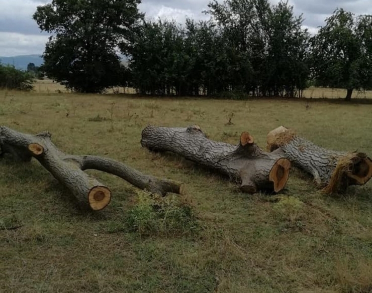 Ceviz Ağaçlarını Kesip Çalanlar Başka Tarlaya Saklamış