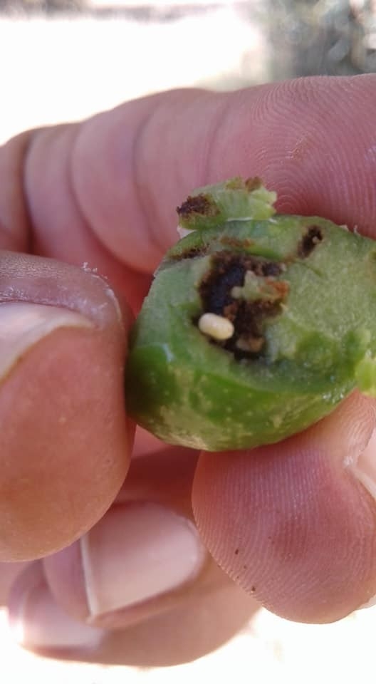 Zeytin Sineği İle Mücadele Zamanı