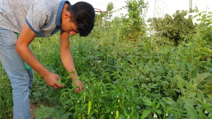 Gercüş’te Organik Ürünlerdeki Bereket Fiyatları Düşürdü