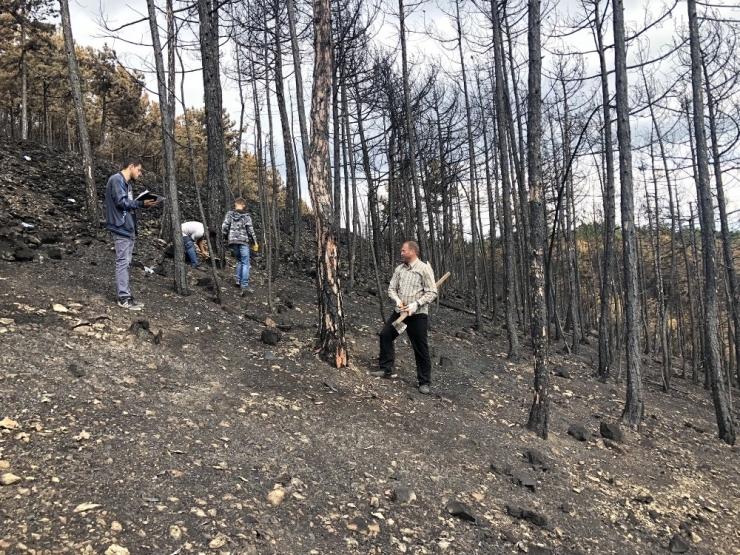 Boyabat’ta Yanan Bölgeler Yeniden Yeşillendiriliyor