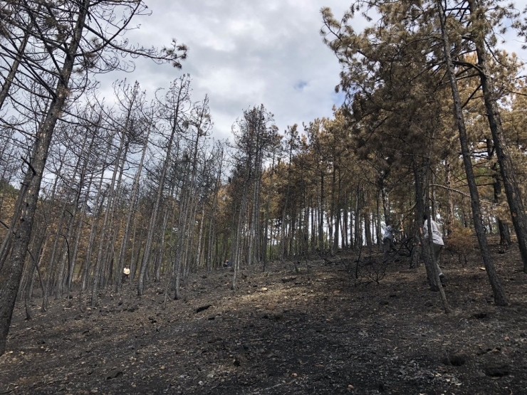 Boyabat’ta Yanan Bölgeler Yeniden Yeşillendiriliyor