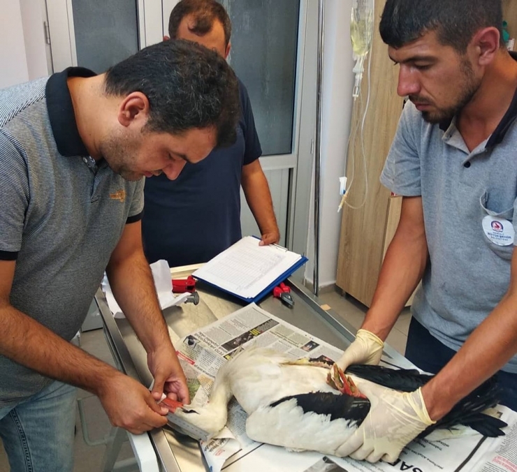 Yaralı Halde Bulunan Leylek Tedavisinin Ardından Doğaya Salındı