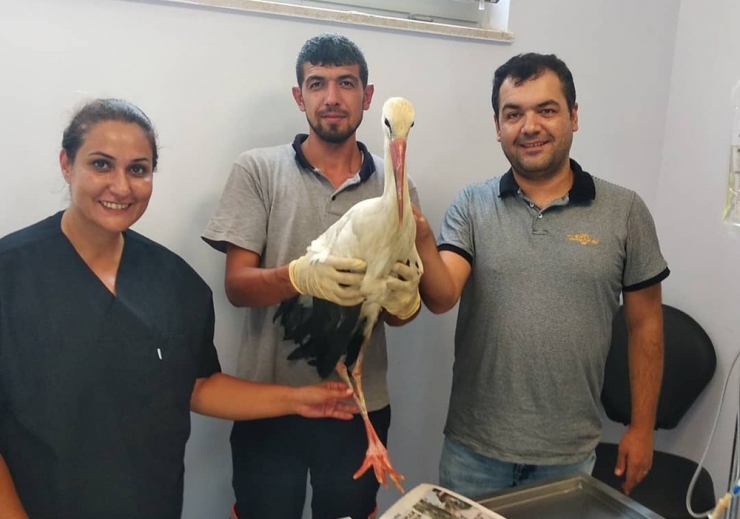 Yaralı Halde Bulunan Leylek Tedavisinin Ardından Doğaya Salındı