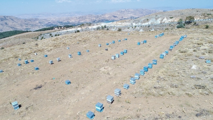 2 Bin Rakımda Doğal "Bal" Bereketi