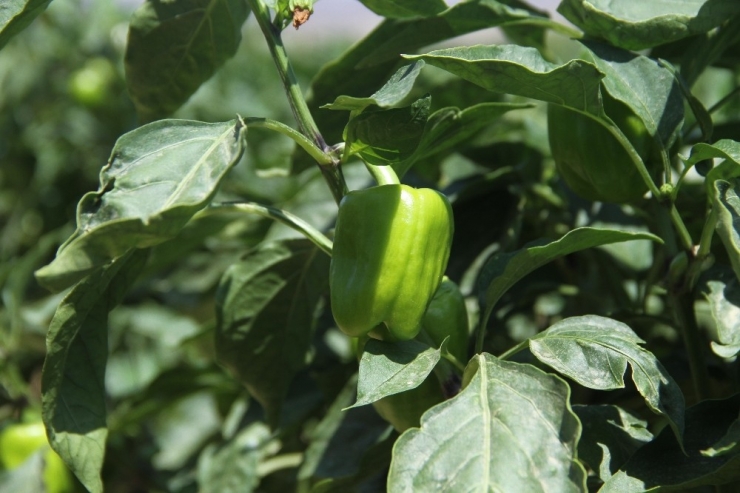 Nakliye Maliyeti Üreticinin En Büyük Derdi