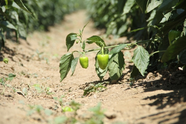 Nakliye Maliyeti Üreticinin En Büyük Derdi